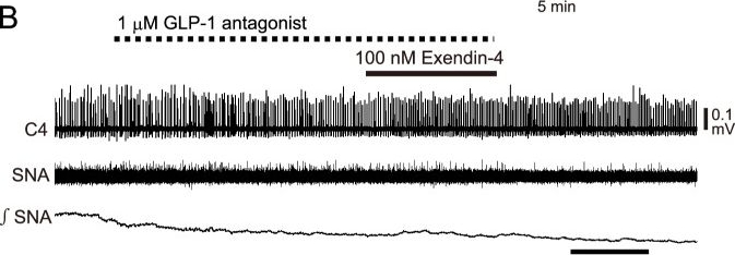 Fig.1.B from the publication: The effects of glucagon-like peptide-1 receptor agonists on sympathetic neuron activity.