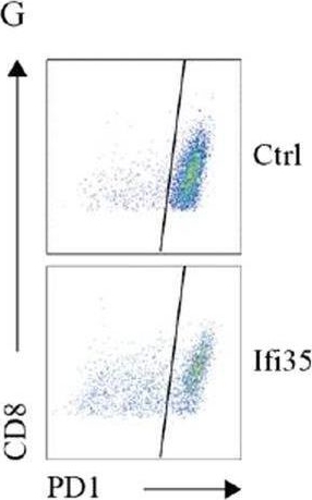 Fig.5.G showing Flow cytometry/Cell sorting from the publication: Tumor-secreted IFI35 promotes proliferation and cytotoxic activity of CD8+ T cells through PI3K/AKT/mTOR signaling pathway in colorectal cancer.