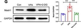Fig.6.G showing Western Blotting in a Homo sapiens (Human) sample from the publication: Glycolysis mediates neuron specific histone acetylation in valproic acid-induced human excitatory neuron differentiation.