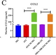 Fig.2.C showing Enzyme-linked immunosorbent assay from the publication: IL6/CCL2 from M2-polarized microglia promotes breast cancer brain metastasis and the reversal effect of β-elemene.