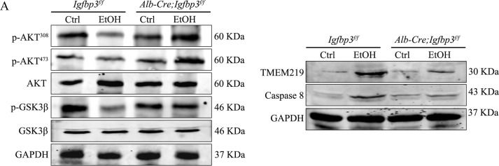 Fig.6.A showing Western Blotting in a Mus musculus (House mouse) sample from the publication: Knockout of IGFBP3 improves alcohol-induced liver injury via Akt/GSK3β and TMEM219/caspase 8 pathways.