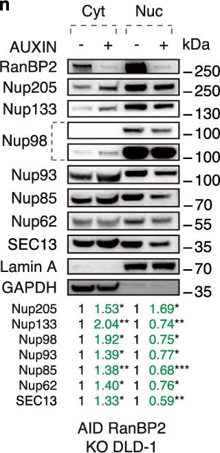 Fig.4.N showing Western Blotting in a Homo sapiens (Human) sample from the publication: RanBP2-dependent annulate lamellae drive nuclear pore assembly and nuclear expansion.
