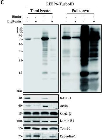 Fig.2.C showing Western Blotting from the publication: TurboID-based mapping of organelle membrane protein interactomes with digitonin-permeabilization.