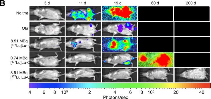 Fig.3.B from the publication: Cure of Disseminated Human Lymphoma with [177Lu]Lu-Ofatumumab in a Preclinical Model.