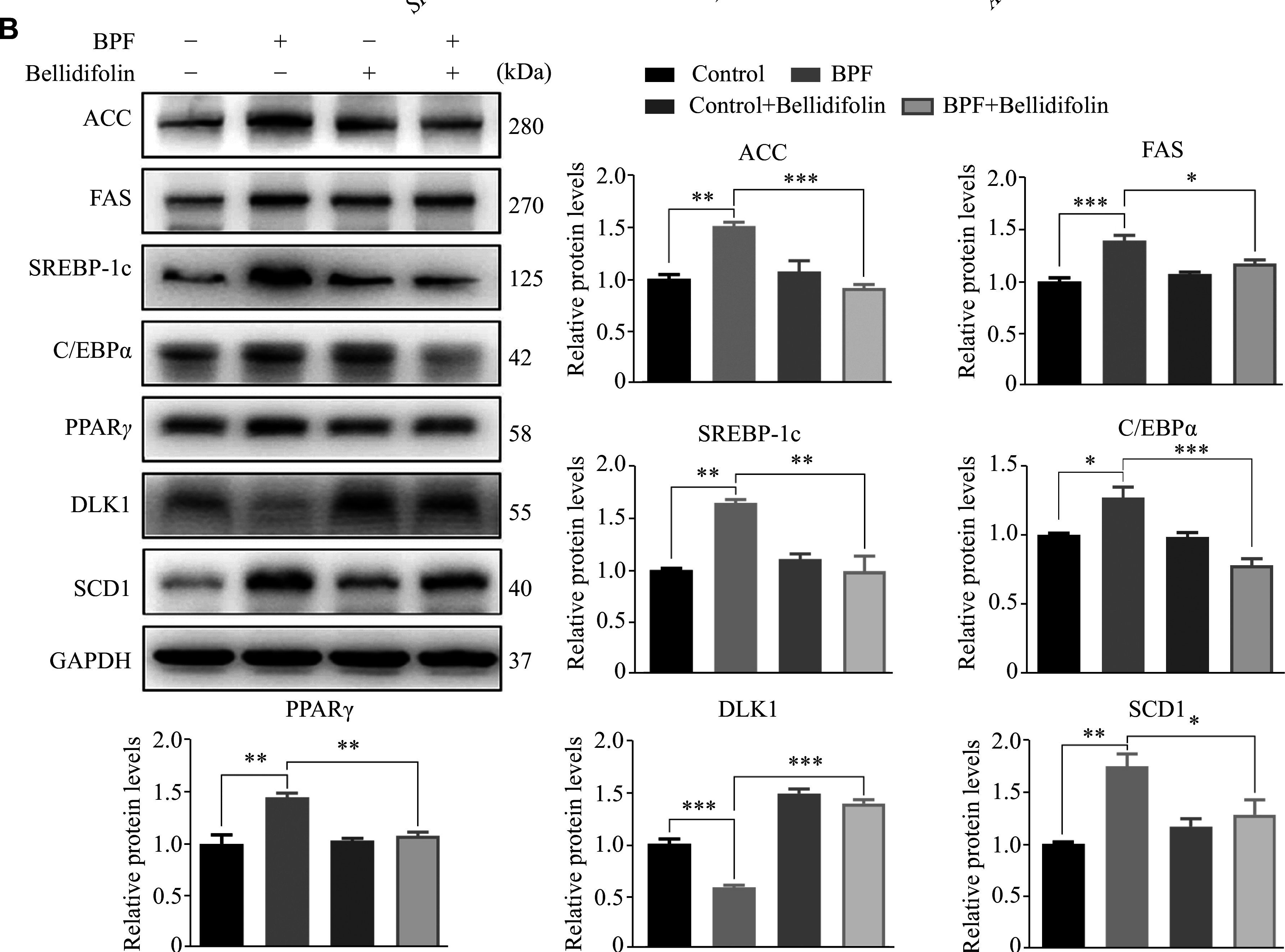 Fig.2.B showing Western Blotting from the publication: A novel bellidifolin intervention mitigates nonalcoholic fatty liver disease-like changes induced by bisphenol F.