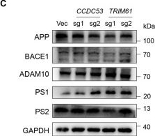 Fig.4.C showing Western Blotting in a Homo sapiens (Human) sample from the publication: Genome-Wide CRISPR Screening Identifies Genetic Modulators of Amyloid Precursor Protein Processing.