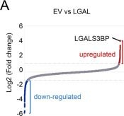 Fig.3.A from the publication: Suppression of triple-negative breast cancer aggressiveness by LGALS3BP via inhibition of the TNF-α-TAK1-MMP9 axis.