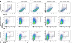 Fig.7.E showing Flow cytometry/Cell sorting in a Mus musculus (House mouse) sample from the publication: Endothelial Robo4 suppresses endothelial-to-mesenchymal transition induced by irradiation and improves hematopoietic reconstitution.