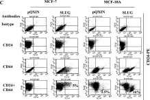 Fig.5.C showing Flow cytometry/Cell sorting in a Homo sapiens (Human) sample from the publication: SLUG/SNAI2 and tumor necrosis factor generate breast cells with CD44+/CD24- phenotype.