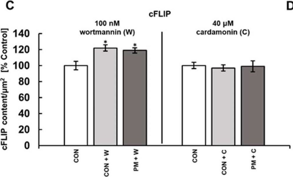 Fig.7.C from the publication: Structural Variants of Dermatan Sulfate Can Affect the Expression of Proteins Involved in Breast Cancer Cell Survival.