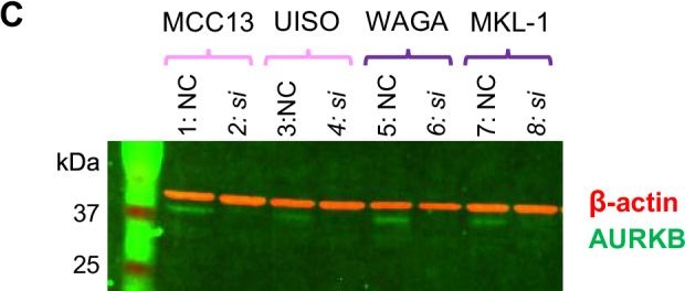 Fig.4.C showing Immunohistochemistry-immunofluorescence from the publication: High-throughput screening identifies Aurora kinase B as a critical therapeutic target for Merkel cell carcinoma.