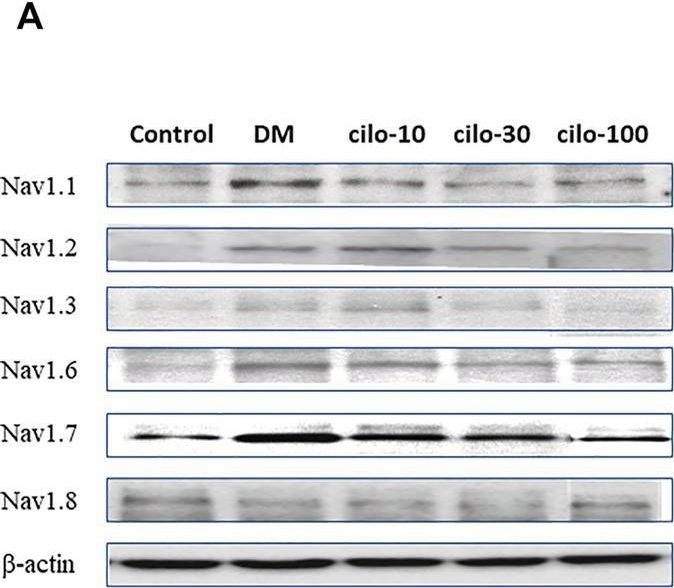 Fig.3.A showing Western Blotting in a Rattus norvegicus (Rat) sample from the publication: Cilostazol Ameliorates Peripheral Neuropathic Pain in Streptozotocin-Induced Type I Diabetic Rats.