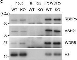 Fig.1.C showing Western Blotting from the publication: Methylation of histone H3 lysine 4 is required for maintenance of beta cell function in adult mice.