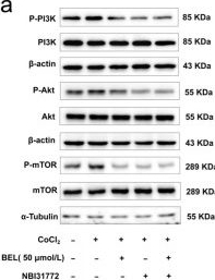 Fig.11.A showing Western Blotting in a Rattus norvegicus (Rat) sample from the publication: Bellidifolin Improves Pulmonary Artery Smooth Muscle Cells Proliferation by Targeting the IGFBP5-Mediated PI3K-AKT-mTOR Pathway and Dilates the Pulmonary Artery.