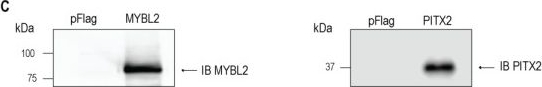 Fig.6.C showing Western Blotting in a Homo sapiens (Human) sample from the publication: Ectopic MYBL2-Mediated Regulation of Androglobin Gene Expression.