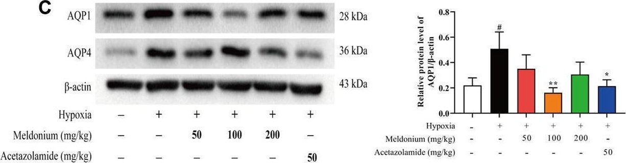 Fig.1.C showing Western Blotting from the publication: Meldonium Ameliorates Hypoxia-Induced Lung Injury and Oxidative Stress by Regulating Platelet-Type Phosphofructokinase-Mediated Glycolysis.