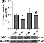 Fig.3.F showing Western Blotting from the publication: Protective Effects of Cashew Apple Bagasse and Its Hydroethanolic Extract Against Fatty Liver in Rats.