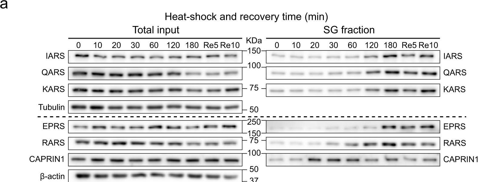 Fig.4.A showing Western Blotting in a Homo sapiens (Human) sample from the publication: Time-resolved proteomic profiling reveals compositional and functional transitions across the stress granule life cycle.