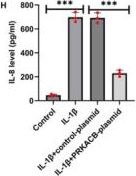Fig.3.H showing Enzyme-linked immunosorbent assay from the publication: PRKACB Attenuates Chondrocyte Loss and Inflammation in Osteoarthritis.