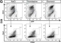 Fig.6.G showing Flow cytometry/Cell sorting in a Mus musculus (House mouse) sample from the publication: Distinct metabolic states govern skeletal muscle stem cell fates during prenatal and postnatal myogenesis.