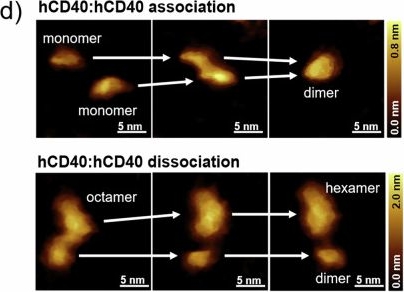 Fig.2.D showing Immunocytochemistry-immunofluorescence from the publication: Nanomechanical binding mechanism of ligands drives agonistic activity.