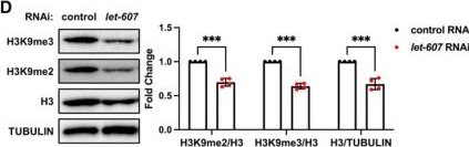 Fig.3.D showing Western Blotting from the publication: Proteostasis Rebalancing by LET-607 Deficiency Promotes Longevity.