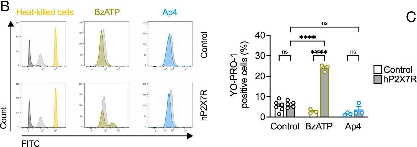 Fig.3.B showing Flow cytometry/Cell sorting from the publication: The vasoconstrictor adenosine 5'-tetraphosphate is a danger signal that induces IL-1β.