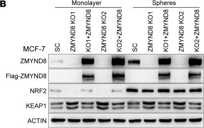 Fig.8.B showing Western Blotting from the publication: ZMYND8 protects breast cancer stem cells against oxidative stress and ferroptosis through activation of NRF2.
