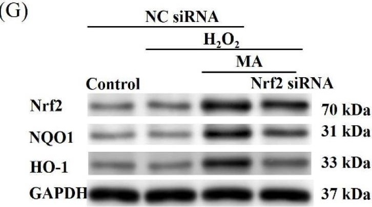 Fig.6.G showing Western Blotting from the publication: Microbe-Derived Antioxidants Protect IPEC-1 Cells from H2O2-Induced Oxidative Stress, Inflammation and Tight Junction Protein Disruption via Activating the Nrf2 Pathway to Inhibit the ROS/NLRP3/IL-1β Signaling Pathway.
