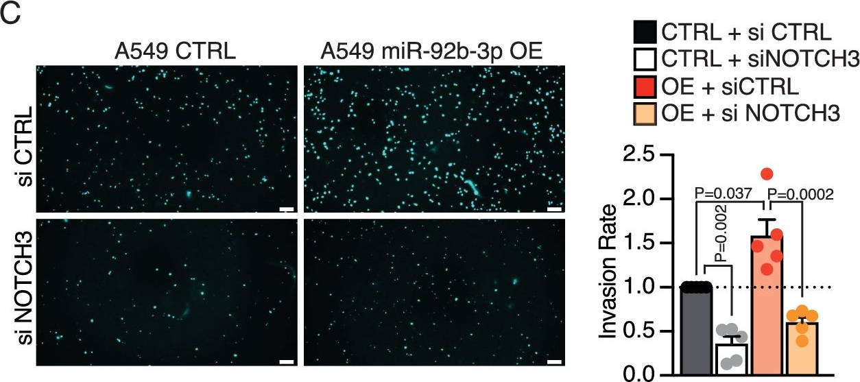 Fig.4.C showing Immunocytochemistry-immunofluorescence in a Homo sapiens (Human) sample from the publication: Functional analysis of the human miRNome in non-small cell lung cancer unveils a novel miR-92b-3p/NOTCH3 axis that drives tumor progression.
