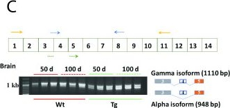 Fig.1.C from the publication: Transgenic mice overexpressing mutant TDP-43 show aberrant splicing of neurological disorders-associated gene Zmynd11 prior to onset of motor symptoms.