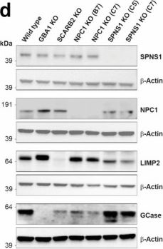 Fig.4.D showing Western Blotting from the publication: Enzyme Activity-Based Genome-wide Screening for Modifiers of Lysosomal Glucocerebrosidase Uncovers Candidate Risk Factors for Parkinson's Disease.