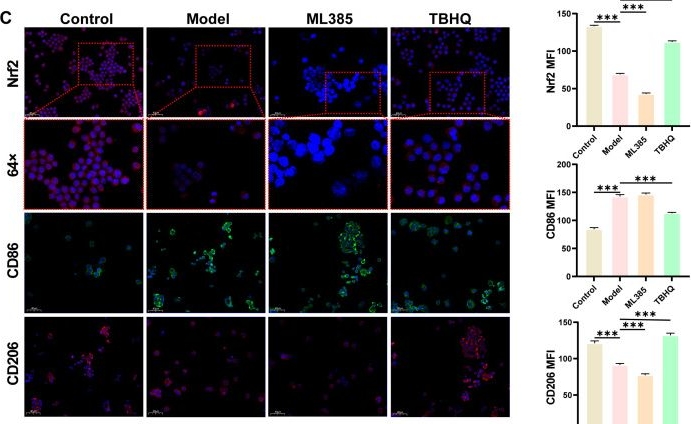 Fig.2.C showing Immunocytochemistry-immunofluorescence in a Mus musculus (House mouse) sample from the publication: Nrf2 Activation Alleviates Silica-Induced Toxicity in Alveolar Macrophages via Glutamine Metabolic Reprogramming.
