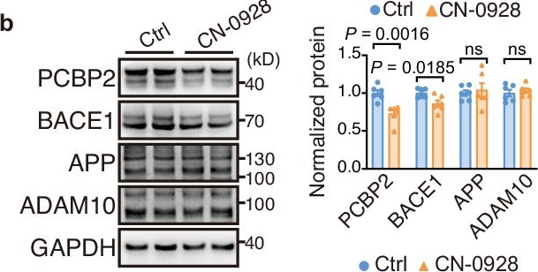 Fig.6.B showing Western Blotting in a Homo sapiens (Human) sample from the publication: Pharmacologic inhibition of PCBP2 biomolecular condensates relieves Alzheimer's disease.