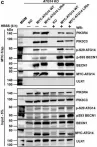 Fig.7.C showing Western Blotting in a Homo sapiens (Human) sample from the publication: Members of the autophagy class III phosphatidylinositol 3-kinase complex I interact with GABARAP and GABARAPL1 via LIR motifs.