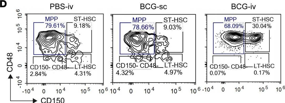 Fig.3.D showing Flow cytometry/Cell sorting in a Mus musculus (House mouse) sample from the publication: Bacillus Calmette-Guérin-induced trained immunity protects against SARS-CoV-2 challenge in K18-hACE2 mice.