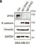 Fig.2.B showing Western Blotting from the publication: ZHX2 deficiency enriches hybrid MET cells through regulating E-cadherin expression.