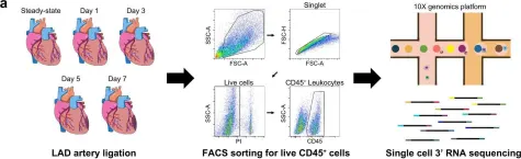 Fig.1.A showing Flow cytometry/Cell sorting from the publication: Spatiotemporal dynamics of macrophage heterogeneity and a potential function of Trem2hi macrophages in infarcted hearts.