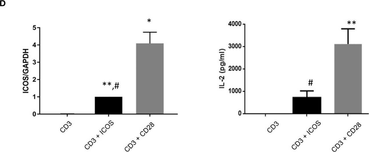 Fig.1.D showing Enzyme-linked immunosorbent assay from the publication: Specific transcriptional programs differentiate ICOS from CD28 costimulatory signaling in human Naïve CD4+ T cells.