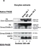 Fig.3.B showing Western Blotting in a Xenopus laevis (African clawed frog) sample from the publication: Osmostress-induced apoptosis in Xenopus oocytes: role of stress protein kinases, calpains and Smac/DIABLO.