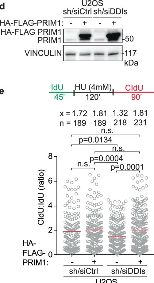 Fig.9.D showing Western Blotting in a Homo sapiens (Human) sample from the publication: RTF2 controls replication repriming and ribonucleotide excision at the replisome.