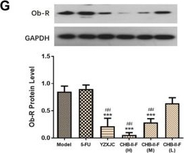 Fig.5.G showing Western Blotting in a Mus musculus (House mouse) sample from the publication: The Ciji-Hua'ai-Baosheng II Formula Attenuates Chemotherapy-Induced Anorexia in Mice With H22 Hepatocellular Carcinoma.