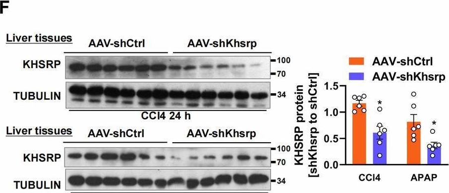 Fig.2.F showing Western Blotting from the publication: KHSRP ameliorates acute liver failure by regulating pre-mRNA splicing through its interaction with SF3B1.