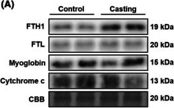 Fig.2.A showing Western Blotting in a Mus musculus (House mouse) sample from the publication: Iron homeostasis disruption and lipid peroxidation in skeletal muscle during short-term immobilization.