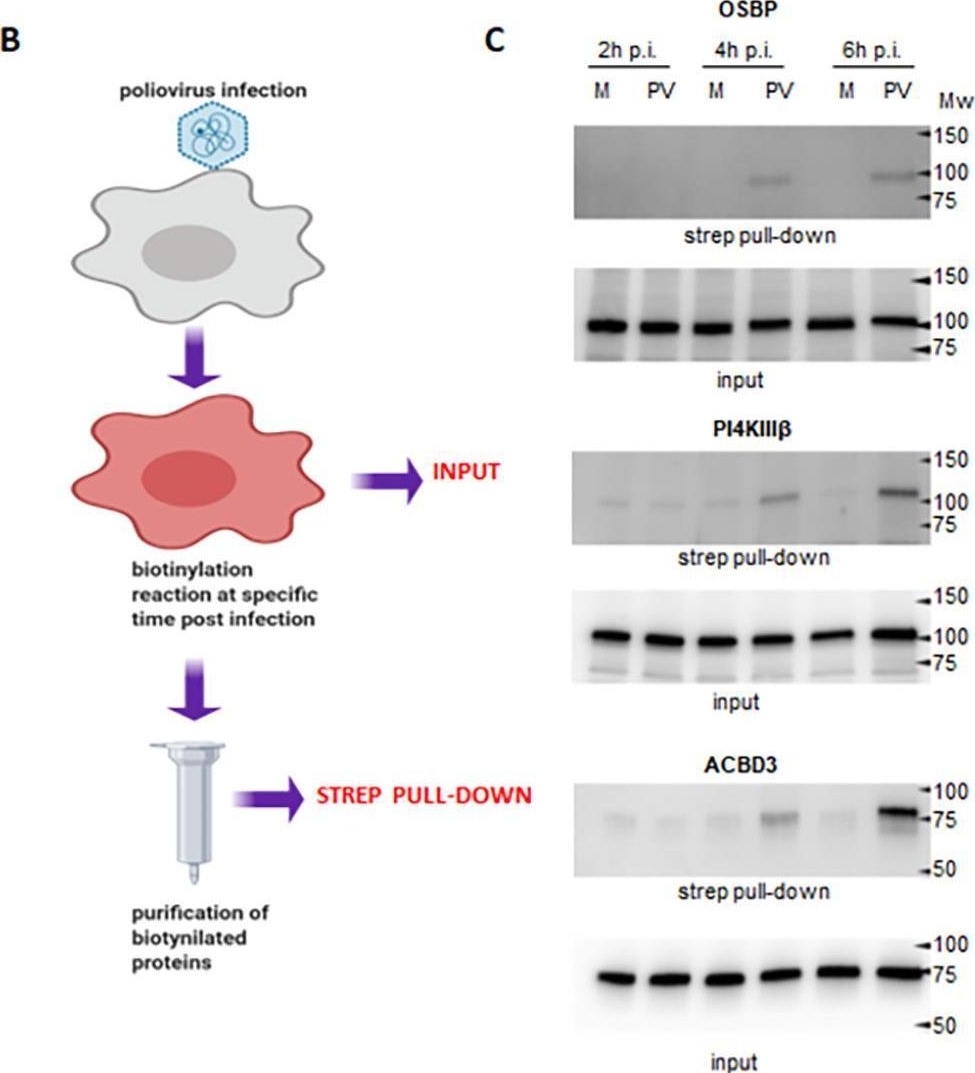 Fig.2.B showing Western Blotting from the publication: A Proximity biotinylation assay with a host protein bait reveals multiple factors modulating enterovirus replication.