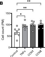 Fig.8.B from the publication: Paternal hypercholesterolemia elicits sex-specific exacerbation of atherosclerosis in offspring.