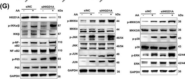 Fig.7.G showing Western Blotting from the publication: Affinity-Based Protein Profiling Revealed that HIGD1A is a Direct Target Protein of Aristolochic Acids.