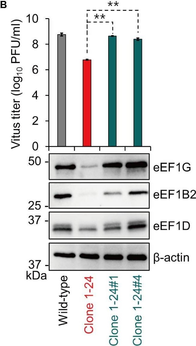Fig.3.B showing Western Blotting from the publication: Strain-Specific Contribution of Eukaryotic Elongation Factor 1 Gamma to the Translation of Influenza A Virus Proteins.