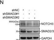 Fig.4.N showing Western Blotting from the publication: NOTCH3 regulates myofibroblastic CAF differentiation via the P62-ROS signaling axis to promote bladder cancer progression.