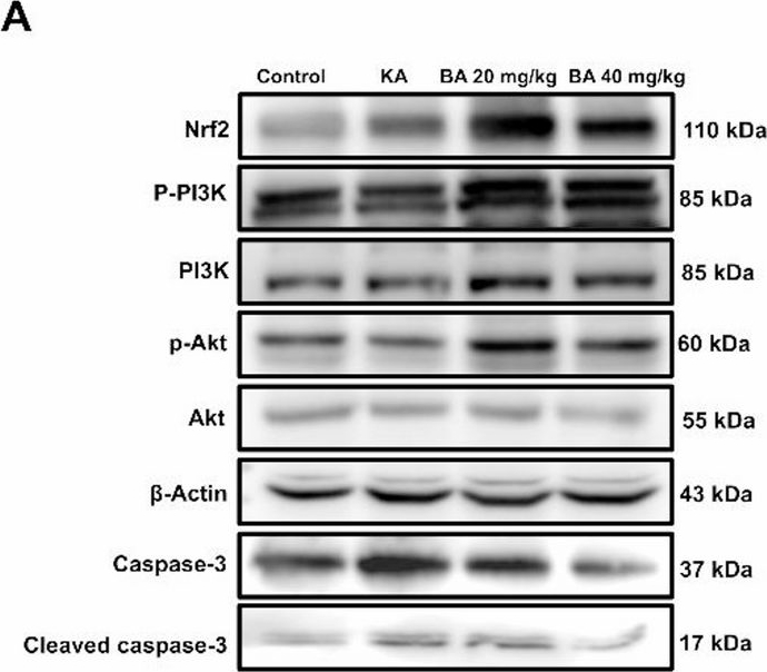 Fig.6.A showing Western Blotting from the publication: Biochanin A prevents neurodegeneration and oxidative stress in a kainic acid model of epilepsy by activating the PI3K/Akt/Nrf2 signaling pathway.